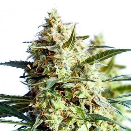 Autoflower Cannabis Seeds
