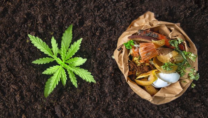 Role of Soil in Cannabis Cultivation