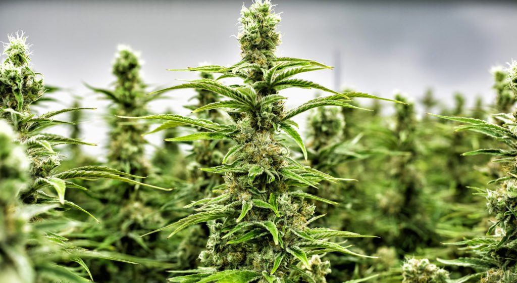 The Advantages of Growing Autoflower Cannabis Seeds