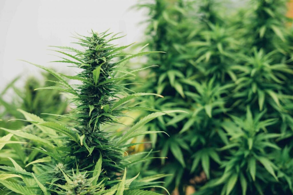 Feminized vs. Regular Cannabis Seeds