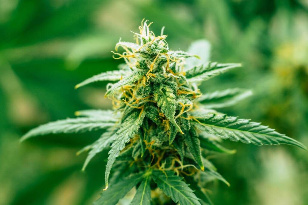 Understanding Feminized vs. Regular Cannabis Seeds