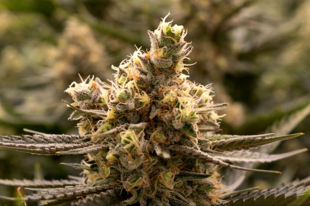 The Best Cannabis Seeds for Cold Climates