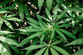 Can You Clone Autoflower Cannabis Plants