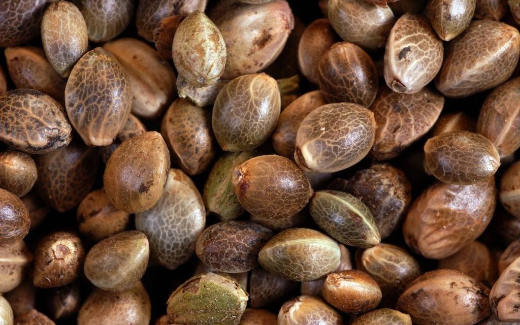 Cannabis Seeds