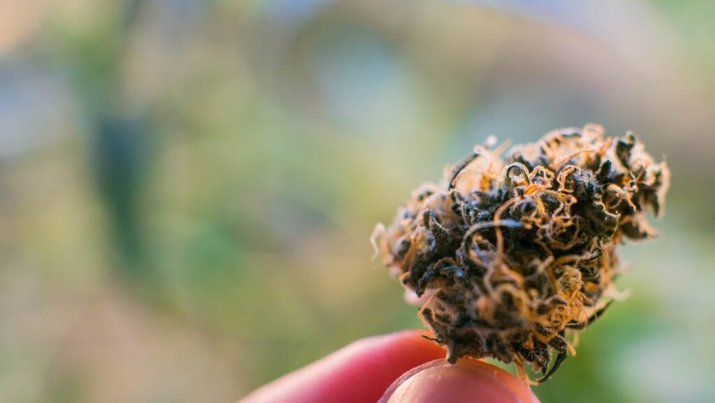 godfather og