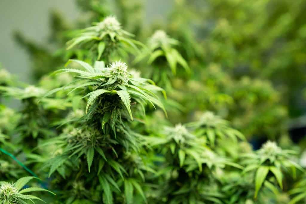 Understanding Cannabis Genetics