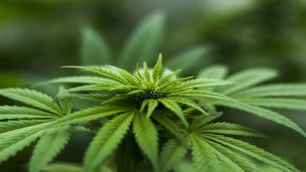 Understanding Holistic Health and Cannabis