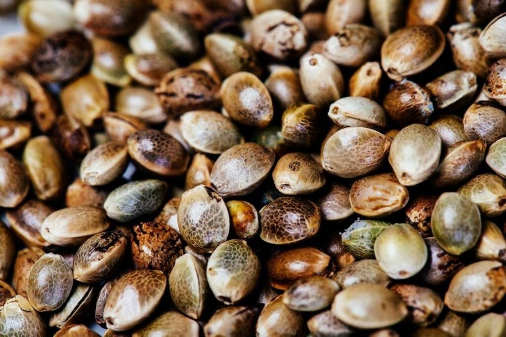 Autoflowering vs. Photoperiod Cannabis Seeds Which is Right for You