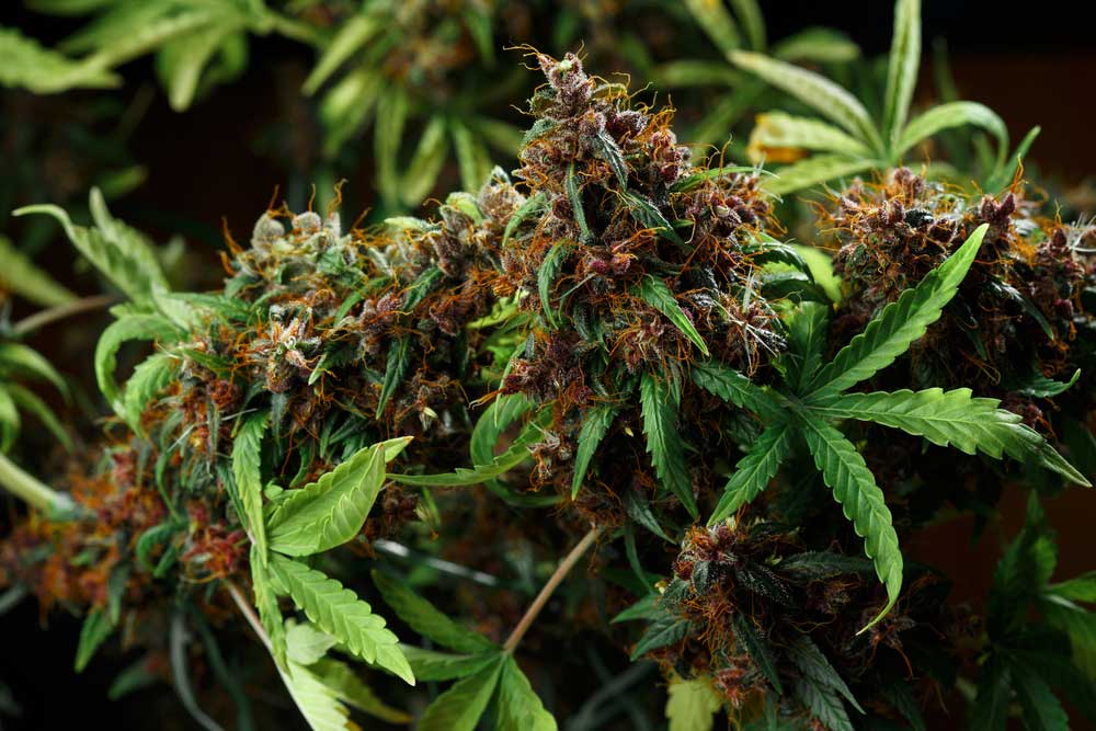 What Are Autoflowering Cannabis Seeds