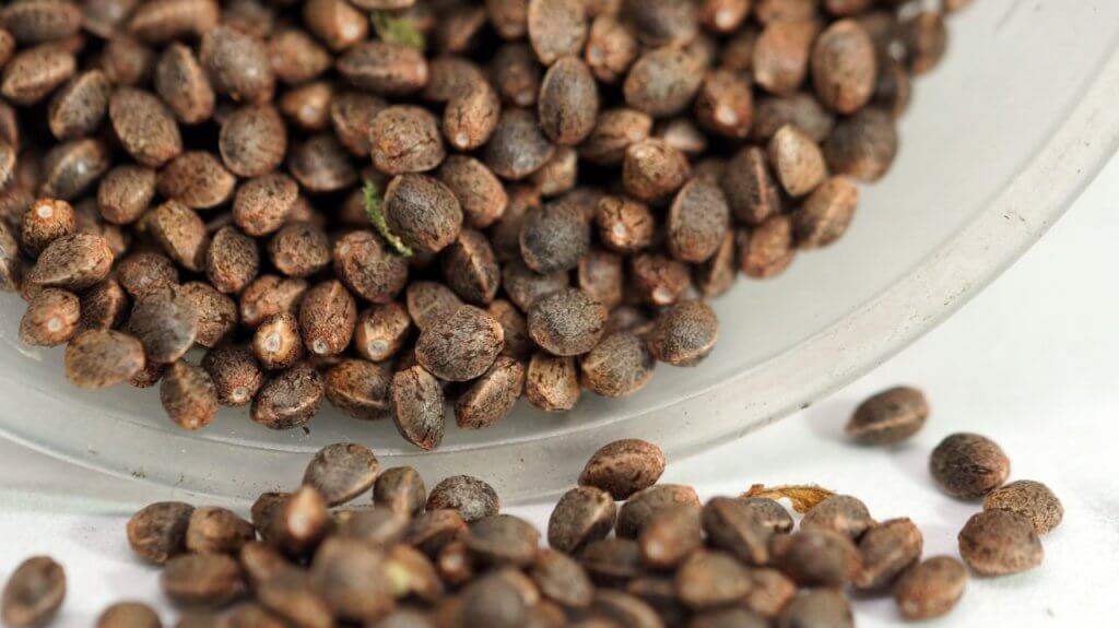 Why You Should Be Growing Cannabis from Seeds Instead of Clones