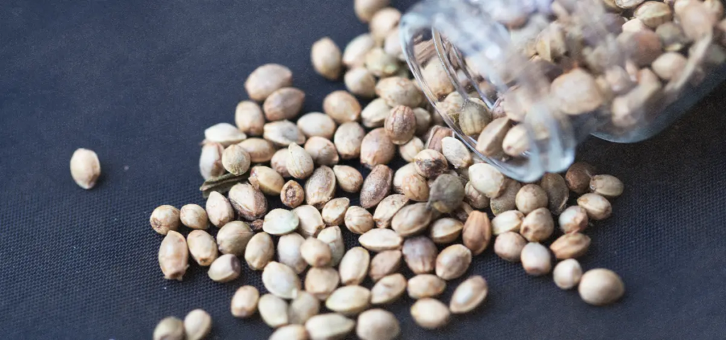 grow cannabis from seeds