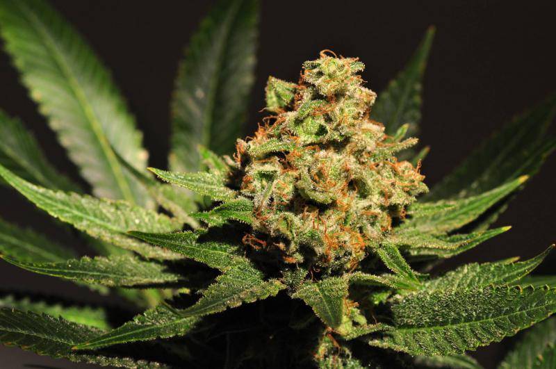 Common Mistakes to Avoid When Growing Cannabis from Seeds