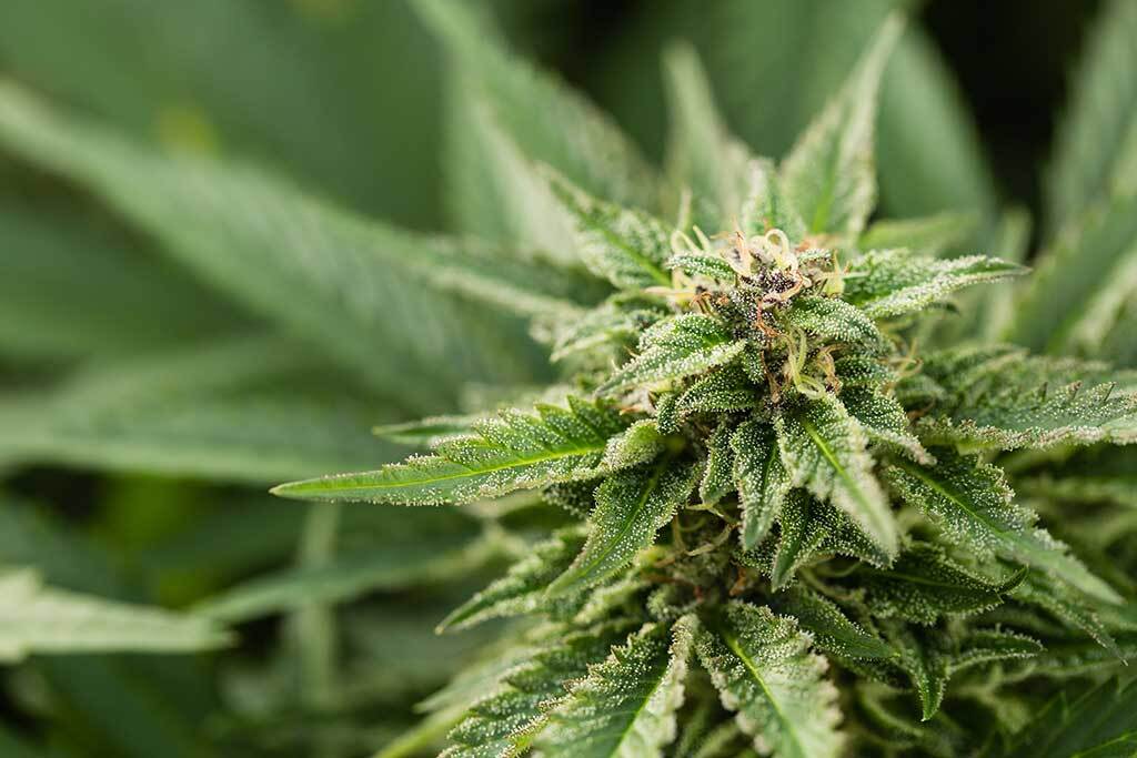 The Role of Terpenes in Cannabis Seed Selection What You Need to Know