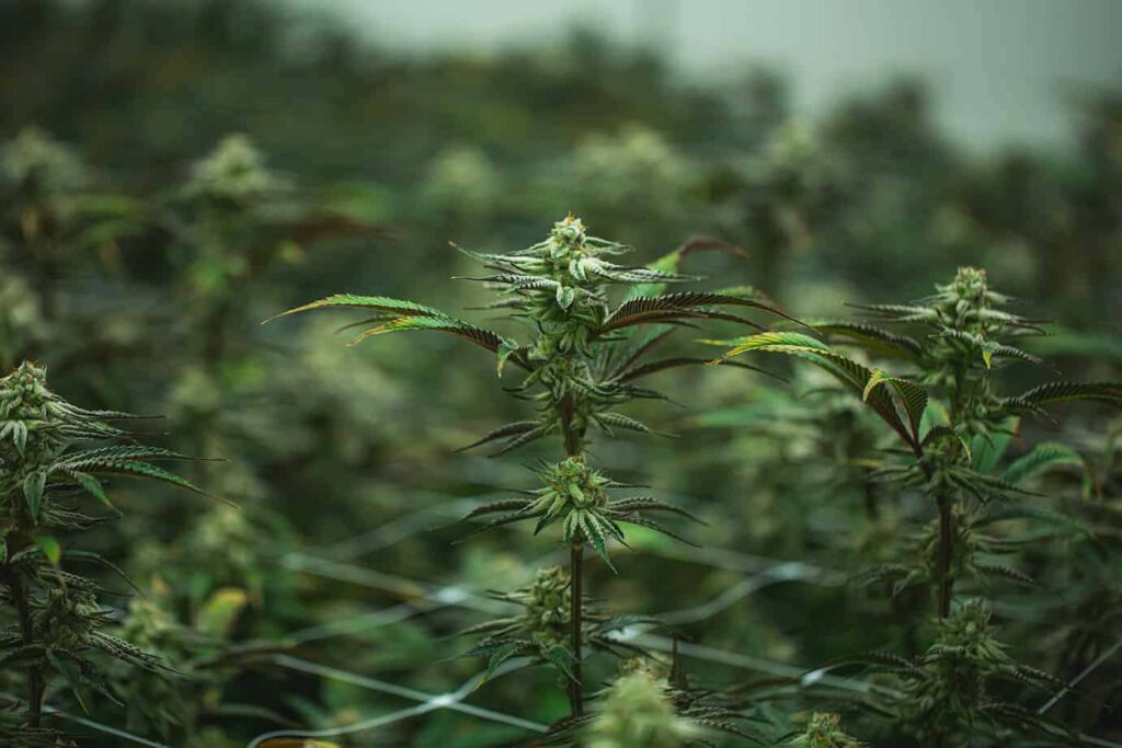 What Are Terpenes