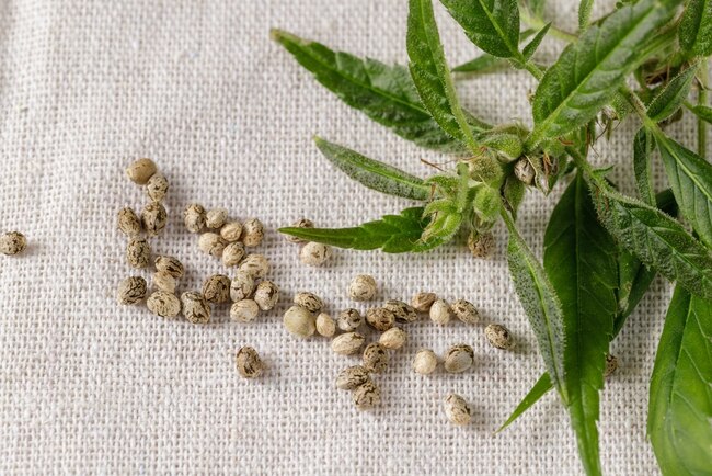 Understanding Seed-to-Harvest Timelines for Fast Turnaround