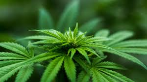Cannabis Edibles