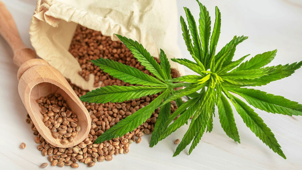 Cannabis Seed High-Quality