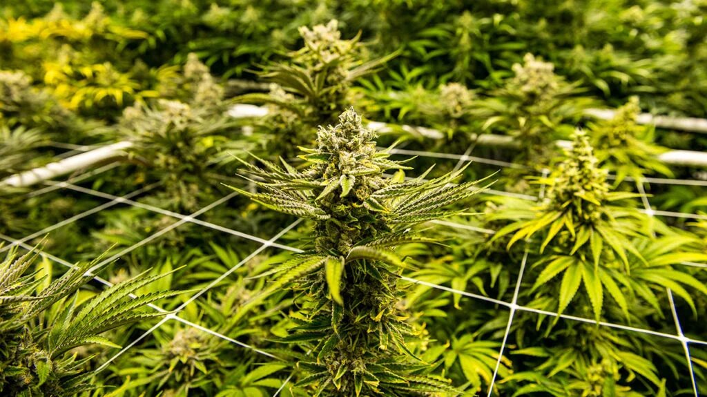 Climate Control Choosing the Best Cannabis Seeds for Your Growing Zone