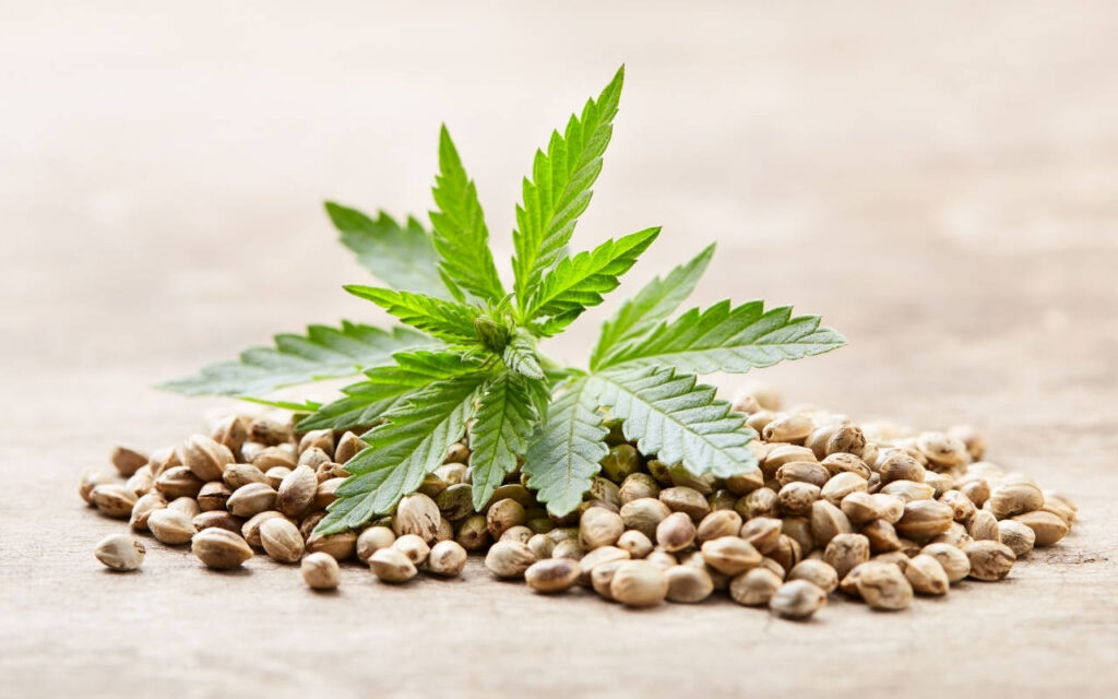 Organic cannabis seeds
